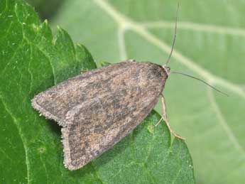 Acosmetia caliginosa Hb. adulte - �Philippe Mothiron