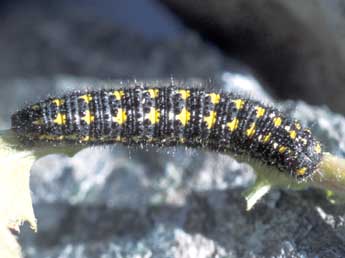  Chenille de Pontia callidice Hb. - �Tristan Lafranchis