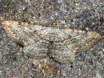 Horisme calligraphata H.-S. adulte - �Daniel Morel