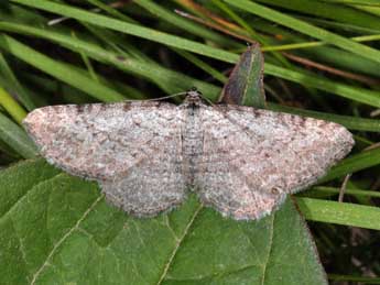 Horisme calligraphata H.-S. adulte - �Philippe Mothiron