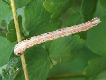  Chenille de Horisme calligraphata H.-S. - �Lionel Taurand