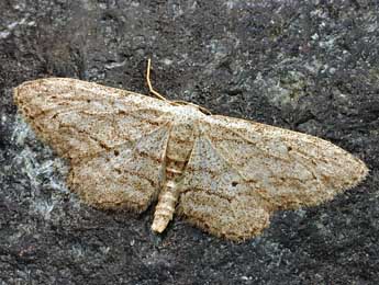 Idaea calunetaria Stgr adulte - �Daniel Morel