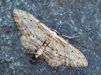 Idaea calunetaria Stgr adulte - �Daniel Morel