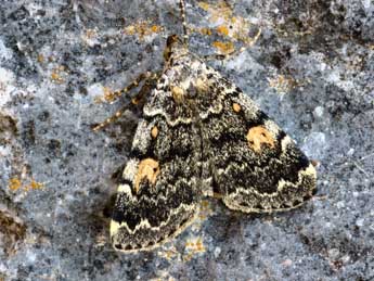 Idia calvaria D. & S. adulte - �Daniel Morel