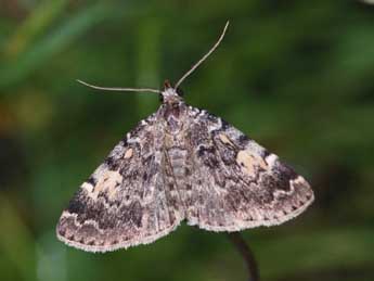 Idia calvaria D. & S. adulte - �Samuel Ducept