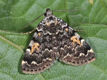 Idia calvaria D. & S. adulte - �Philippe Mothiron