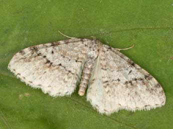 Venusia cambrica Curt. adulte - �Daniel Morel