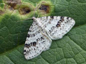 Venusia cambrica Curt. adulte - �Daniel Morel