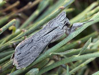 Cucullia campanulae Frr adulte - �Daniel Morel