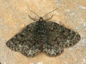 Psodos canaliculata Hochenwart adulte - �Daniel Morel