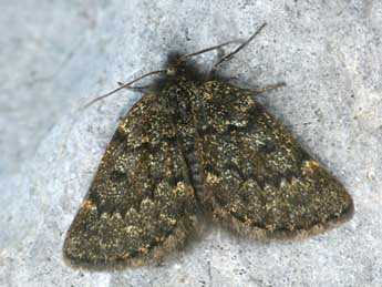 Psodos canaliculata Hochenwart adulte - �Daniel Morel