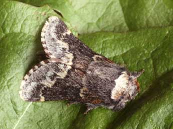 Poecilocampa alpina Frey & Wullschl. adulte - �Daniel Morel