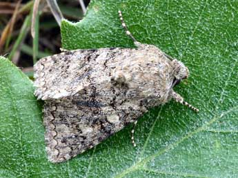 Recoropha canteneri Dup. adulte - �Daniel Morel