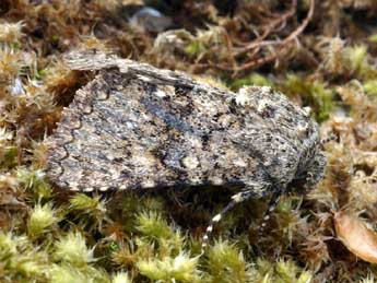 Recoropha canteneri Dup. adulte - �Daniel Morel