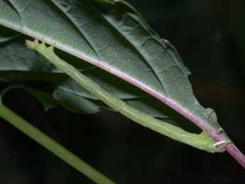  Chenille de Ecliptopera capitata H.-S. - �Philippe Mothiron