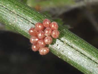  Oeuf de Pungeleria capreolaria D. & S. - �Philippe Mothiron