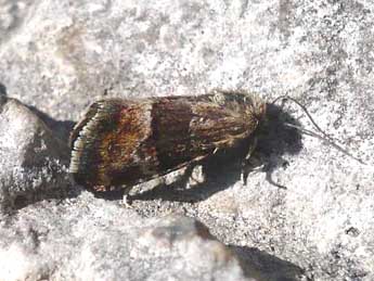 Photedes captiuncula Tr. adulte - �Philippe Francoz