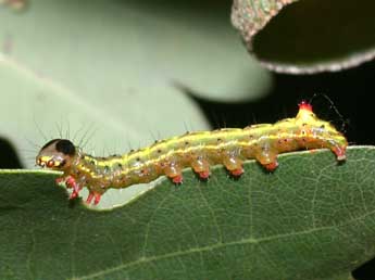  Chenille de Ptilodon capucina L. - �Philippe Mothiron