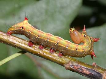  Chenille de Ptilodon capucina L. - �Philippe Mothiron
