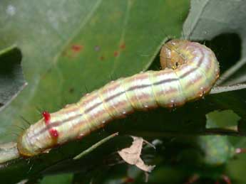  Chenille de Ptilodon capucina L. - �Philippe Mothiron