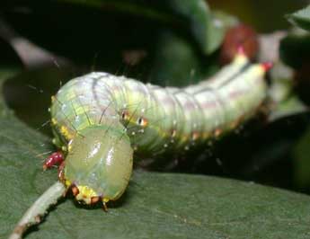  Chenille de Ptilodon capucina L. - �Philippe Mothiron