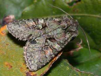 Dryobotodes carbonis Wagner adulte - �Philippe Mothiron