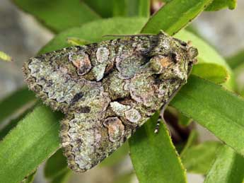 Dryobotodes carbonis Wagner adulte - �Daniel Morel