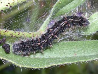 Chenille de Vanessa cardui L. - �Philippe Mothiron