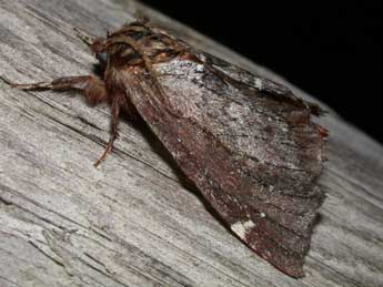 Odontosia carmelita Esp. adulte - �Philippe Mothiron