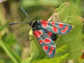 Zygaena carniolica Scop. adulte - �Philippe Mothiron