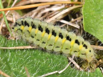  Chenille de Zygaena carniolica Scop. - �Philippe Mothiron