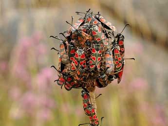 Zygaena carniolica Scop. adulte - �David Demerges