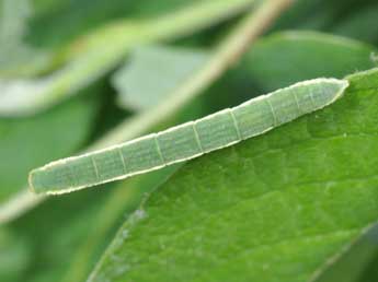  Chenille de Trichopteryx carpinata Bkh. - �Philippe Mothiron