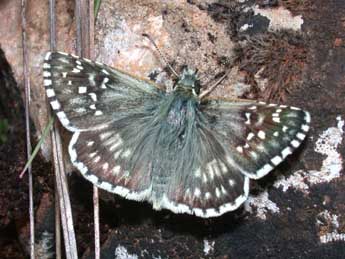 Pyrgus carthami Hb. adulte - �Philippe Mothiron