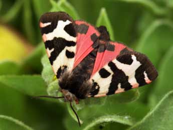 Watsonarctia deserta Bartel adulte - �Daniel Morel