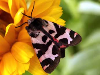 Watsonarctia deserta Bartel adulte - �Daniel Morel