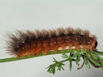  Chenille de Watsonarctia deserta Bartel - �Samuel Ducept