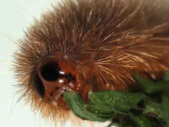  Chenille de Watsonarctia deserta Bartel - �Samuel Ducept