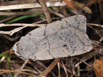 Xestia castanea Esp. adulte - �Philippe Mothiron