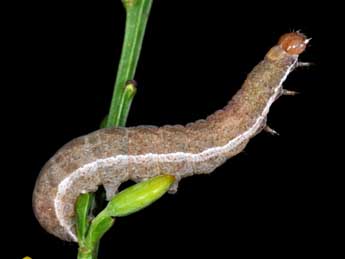  Chenille de Xestia castanea Esp. - �Philippe Mothiron