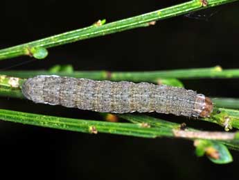  Chenille de Xestia castanea Esp. - �Philippe Mothiron