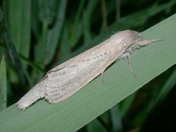 Phragmataecia castaneae Hb. adulte - �Philippe Mothiron