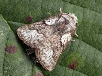 Trichiura castiliana Spl. adulte - �Daniel Morel