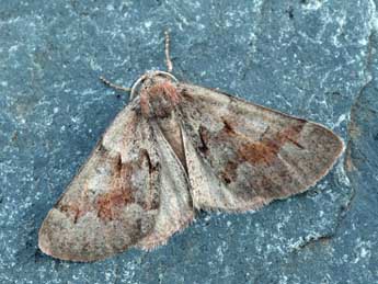 Adalbertia castiliaria Stgr adulte - �Daniel Morel