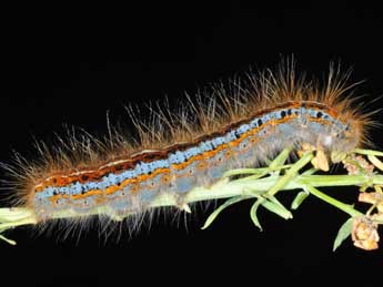  Chenille de Malacosoma castrense L. - �Philippe Mothiron