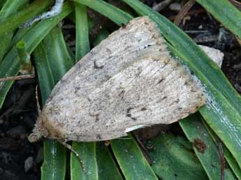 Autophila cataphanes Hb. adulte - �Daniel Morel