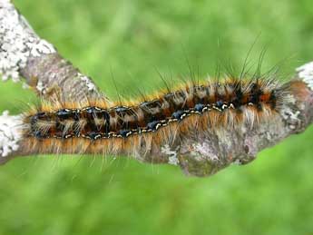 Chenille de Eriogaster catax L. - �David Demerges