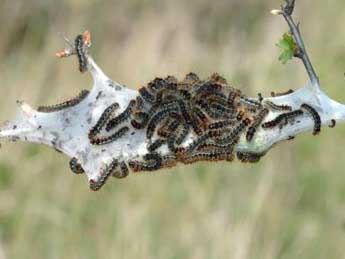  Chenille de Eriogaster catax L. - �David Demerges