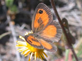 Pyronia cecilia Vall. adulte - �Philippe Mothiron