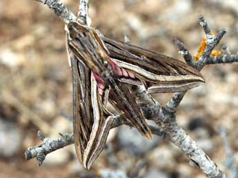 Hippotion celerio L. adulte - �Daniel Morel